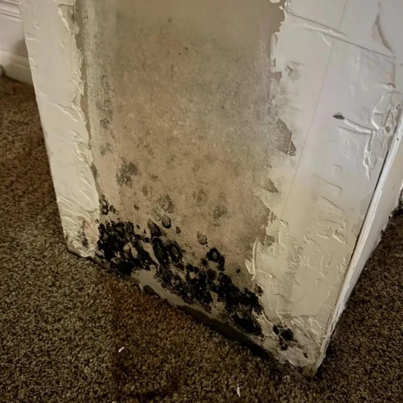 Professional Mold Removal in Clinton, LA